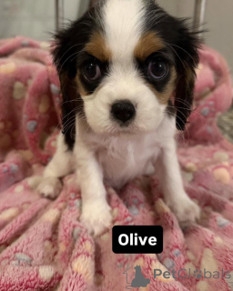 Foto №4. Ich werde verkaufen cavalier king charles spaniel in der Stadt Alavus. quotient 	ankündigung - preis - 550€