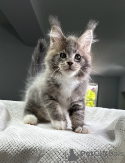 Foto №1. maine-coon-katze - zum Verkauf in der Stadt Leipzig | 250€ | Ankündigung № 122585