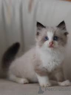 Foto №2 zu Ankündigung № 165493 zu verkaufen ragdoll-katze - einkaufen Frankreich quotient 	ankündigung, züchter