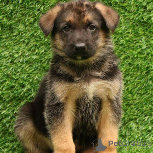 Foto №3. Duitse Herder-puppy's te koop. Niederlande