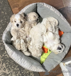 Foto №1. maltipu - zum Verkauf in der Stadt Hessisch Lichtenau | 900€ | Ankündigung № 150164