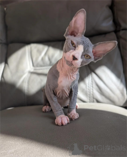 Foto №2 zu Ankündigung № 151617 zu verkaufen sphynx cat - einkaufen Deutschland 