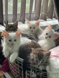 Foto №1. maine-coon-katze - zum Verkauf in der Stadt Bern | 300€ | Ankündigung № 160246