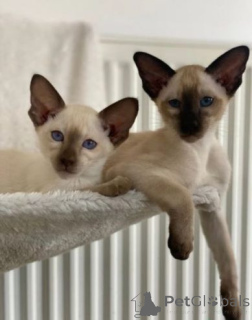 Foto №1. siamkatze - zum Verkauf in der Stadt Bleialf | 580€ | Ankündigung № 174811