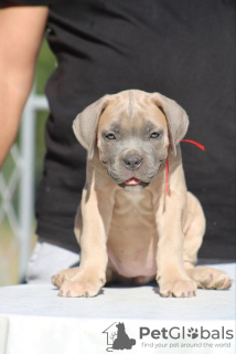 Foto №2 zu Ankündigung № 113935 zu verkaufen cane corso italiano - einkaufen Serbien züchter