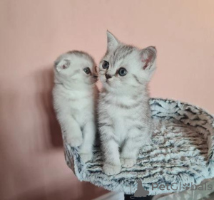 Foto №3. Wunderschöne Scottish Fold-Kätzchen, bereit für ein liebevolles Zuhause. Dänemark