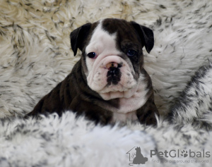 Foto №1. englische bulldogge - zum Verkauf in der Stadt Duisburg | 400€ | Ankündigung № 103663