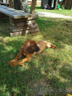 Foto №2 zu Ankündigung № 23655 zu verkaufen  - einkaufen Polen züchter