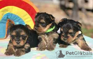 Foto №3. Wunderschöne reinrassige Yorkshire Terrier Sliky Pups Pretoria. Kanada