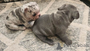 Foto №1. französische bulldogge - zum Verkauf in der Stadt Kentucy | 678€ | Ankündigung № 161383