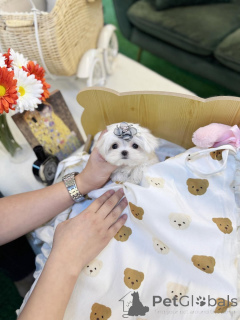 Foto №2 zu Ankündigung № 157677 zu verkaufen  - einkaufen USA quotient 	ankündigung