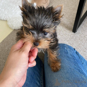 Foto №3. Welpen zu adoptieren. Frankreich