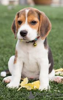 Foto №2 zu Ankündigung № 164701 zu verkaufen beagle - einkaufen Finnland quotient 	ankündigung, züchter