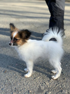 Foto №3. Continental Toy Spaniel / Papillon. Ukraine