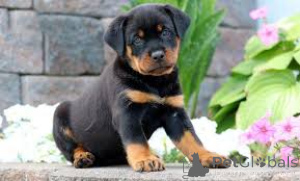 Foto №2 zu Ankündigung № 162769 zu verkaufen rottweiler - einkaufen Kanada quotient 	ankündigung, züchter