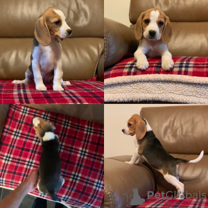 Foto №4. Ich werde verkaufen beagle in der Stadt Berlin. quotient 	ankündigung - preis - 300€