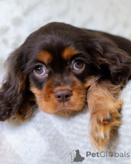 Foto №2 zu Ankündigung № 157766 zu verkaufen cavalier king charles spaniel - einkaufen Schweiz quotient 	ankündigung