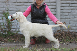 Foto №2 zu Ankündigung № 3661 zu verkaufen labrador retriever - einkaufen Ukraine vom kindergarten