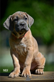 Foto №2 zu Ankündigung № 102913 zu verkaufen cane corso italiano - einkaufen Serbien züchter