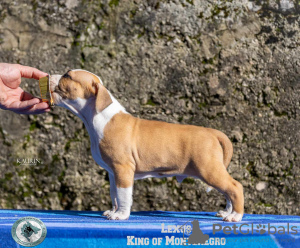 Foto №1. amerikanischer staffordshire terrier - zum Verkauf in der Stadt Cetynia | verhandelt | Ankündigung № 78561