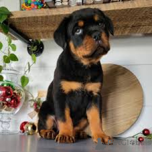 Foto №3. Rottweilerpuppy's te koop. Belgien