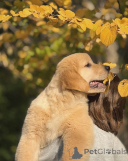 Foto №2 zu Ankündigung № 158005 zu verkaufen golden retriever - einkaufen Irland quotient 	ankündigung