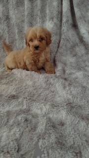 Foto №3. Maltipoo-Welpen zur Adoption.. Finnland