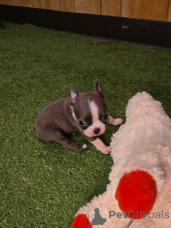 Foto №2 zu Ankündigung № 174971 zu verkaufen boston terrier - einkaufen Deutschland quotient 	ankündigung