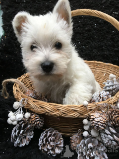 Foto №1. west highland white terrier - zum Verkauf in der Stadt Kvistofta | 600€ | Ankündigung № 168486