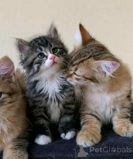 Foto №2 zu Ankündigung № 165165 zu verkaufen perserkatze - einkaufen Finnland quotient 	ankündigung, züchter