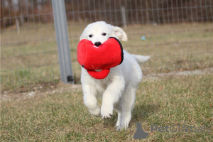 Foto №4. Ich werde verkaufen golden retriever in der Stadt Berchtesgaden. quotient 	ankündigung, züchter - preis - verhandelt