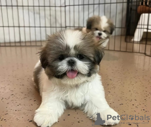 Foto №2 zu Ankündigung № 125756 zu verkaufen shih tzu - einkaufen Schweiz 