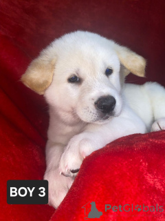 Foto №3. Akita-Welpen Dewsbury Jetzt Bereit. Deutschland