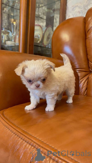 Foto №4. Ich werde verkaufen chihuahua in der Stadt Vilnius. quotient 	ankündigung, züchter - preis - 750€