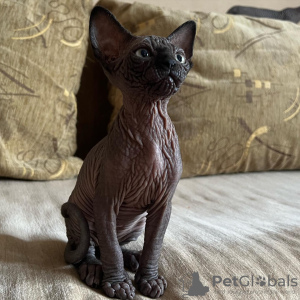 Foto №1. sphynx-katze - zum Verkauf in der Stadt Miami | 432€ | Ankündigung № 93340