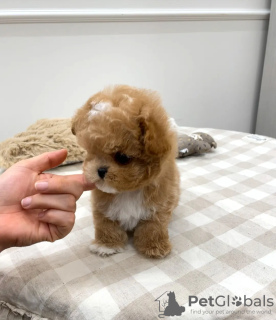 Foto №2 zu Ankündigung № 45547 zu verkaufen maltipu - einkaufen Zypern vom kindergarten