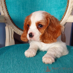Foto №2 zu Ankündigung № 158451 zu verkaufen cavalier king charles spaniel - einkaufen Irland quotient 	ankündigung
