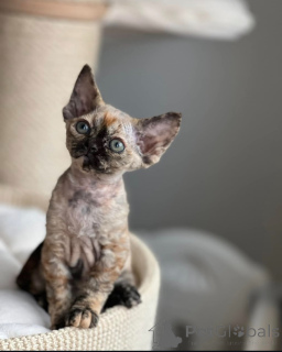 Foto №2 zu Ankündigung № 144519 zu verkaufen devon rex - einkaufen Deutschland züchter