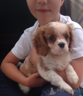 Foto №2 zu Ankündigung № 168262 zu verkaufen cavalier king charles spaniel - einkaufen Schweden quotient 	ankündigung, züchter