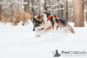 Foto №4. Ich werde verkaufen mischlingshund in der Stadt Москва. aus dem tierheim - preis - Frei