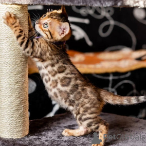 Foto №2 zu Ankündigung № 123544 zu verkaufen bengal katzenrasse - einkaufen Belgien 