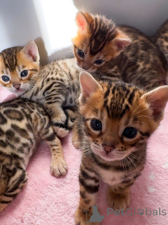 Foto №3. Atemberaubende Bengalkatzen mit leuchtenden Rosetten und ausgezeichnetem. Schweiz