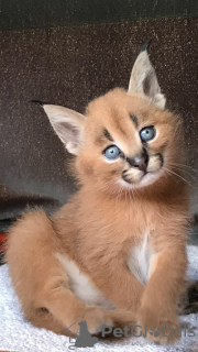 Foto №3. Savannah Serval- und Caracal-Kätzchen im Alter von 4 Wochen.. Polen
