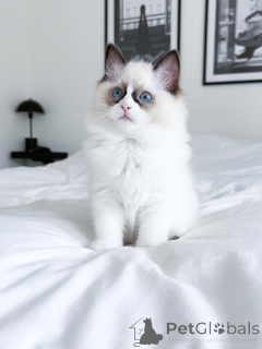 Foto №1. ragdoll-katze - zum Verkauf in der Stadt Campbell Town | 2809€ | Ankündigung № 175237