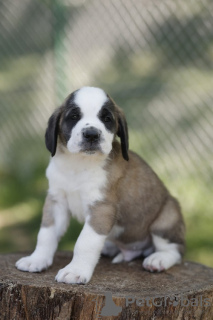 Foto №3. Bernardine. Serbien