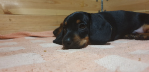 Foto №2 zu Ankündigung № 4981 zu verkaufen mischlingshund - einkaufen Weißrussland quotient 	ankündigung