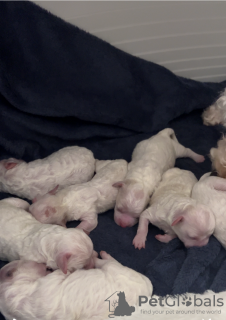 Foto №2 zu Ankündigung № 132702 zu verkaufen bichon frisé - einkaufen Deutschland 