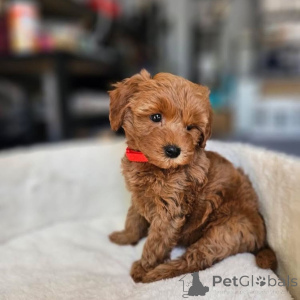 Foto №3. Dean Janet Kay Welpen Haus. USA