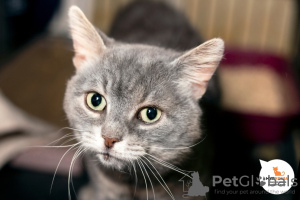 Zusätzliche Fotos: Lancelap ist eine Katze mit einem nachdenklichen Blick und einem traurigen