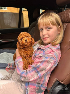 Foto №3. Dean Janet Kay Welpen Haus. USA